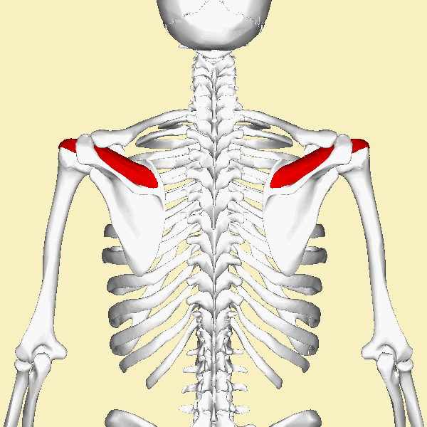 tendiditis hombro pueblo nuevo